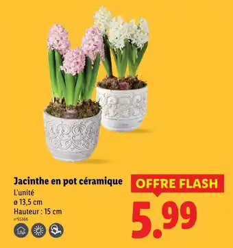 Lidl Jacinthe en pot céramique offre