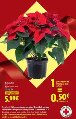 Lidl Étoile de noël offre