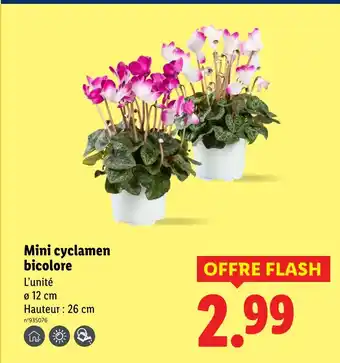 Lidl Mini cyclamen bicolore offre