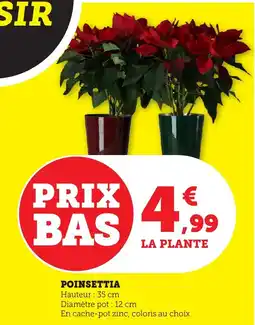 Bi1 Poinsettia offre