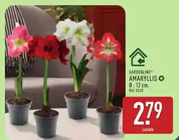 ALDI Gardenline amaryllis offre