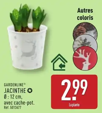 ALDI Gardenline jacinthe offre