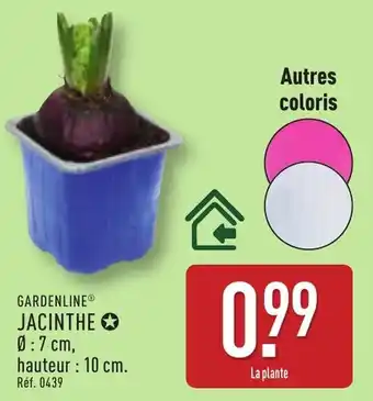 ALDI Gardenline jacinthe offre