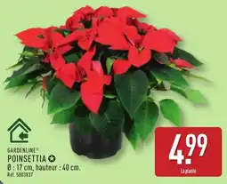 ALDI Gardenline poinsettia offre
