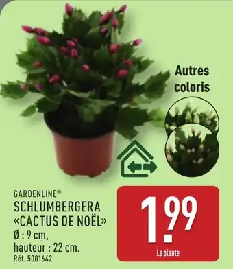 ALDI Gardenline schlumbergera cactus de noël offre
