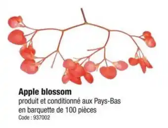Promocash Apple blossom offre