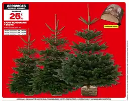 Brico Dépôt Sapin nordmann + büche offre