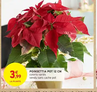Intermarché Poisettia pot offre