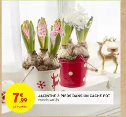 Intermarché Jacinthe 3 pieds dans un cache pot offre