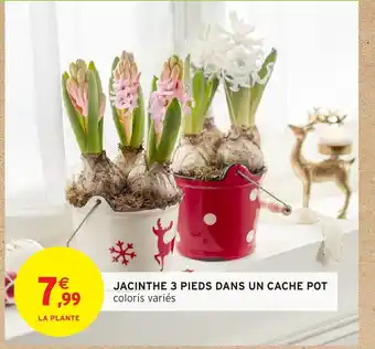 Intermarché Jacinthe 3 pieds dans un cache pot offre
