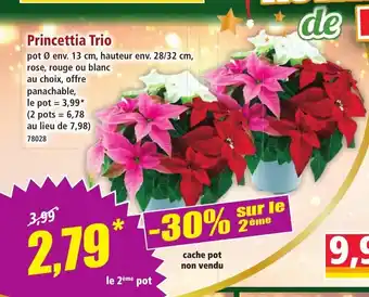 Norma Princettia Trio offre