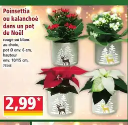 Norma Poinsettia ou kalanchoé dans un pot de Noël offre
