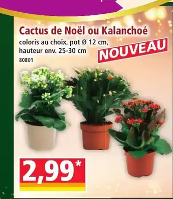 Norma Cactus de Noël ou Kalanchoé offre