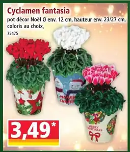 Norma Cyclamen fantasia offre