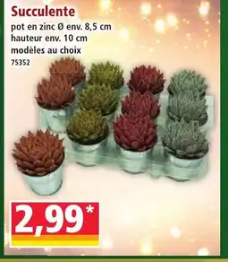 Norma Succulente offre