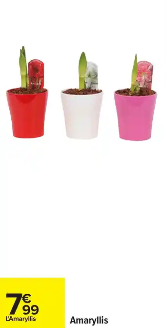 Carrefour Amaryllis offre