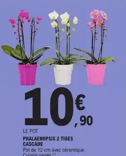 E.Leclerc Phalaenopsis 2 tiges cascade offre