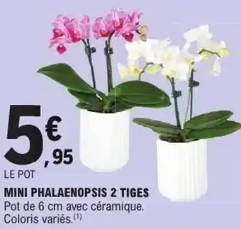 E.Leclerc Mini phalaenopsis 2 tiges offre