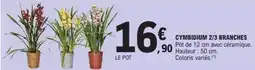 E.Leclerc Cymbidium 2/3 branches offre