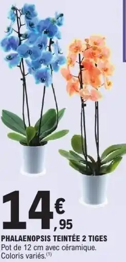 E.Leclerc Phalaenopsis teintée 2 tiges offre