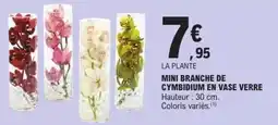 E.Leclerc Mini branche de cymbidium en vase verre offre