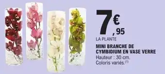 E.Leclerc Mini branche de cymbidium en vase verre offre