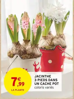 Intermarché Hyper Jacinthe 3 pieds dans un cache pot offre