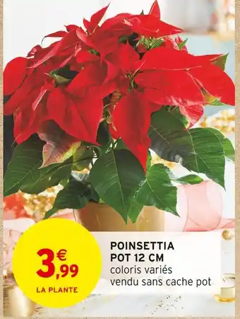 Intermarché Hyper Poinsettia pot 12 cm offre