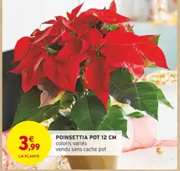 Intermarché Poinsettia pot 12 cm offre