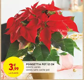 Intermarché Poinsettia pot 12 cm offre