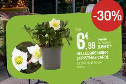 Botanic Hellébore niger christmas carol offre