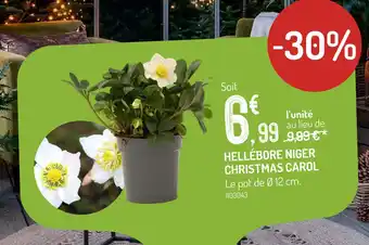 Botanic Hellébore niger christmas carol offre