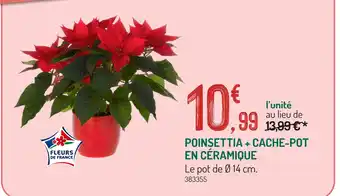Poinsettia + cache-pot en céramique