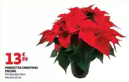 Auchan Supermarché Poinsettia christmas feeling offre
