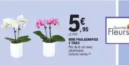 E.Leclerc Express Mini phalaenopsis 2 tiges offre