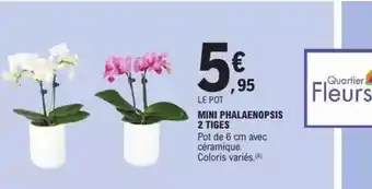 E.Leclerc Express Mini phalaenopsis 2 tiges offre