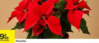 Carrefour Poinsettia offre