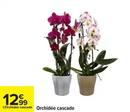 Carrefour Orchidée cascade offre