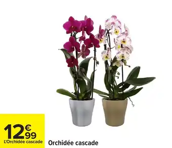 Carrefour Orchidée cascade offre
