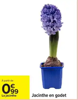 Carrefour Jacinthe en godet offre