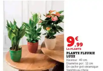 Hyper U Plante fleurie luxe offre