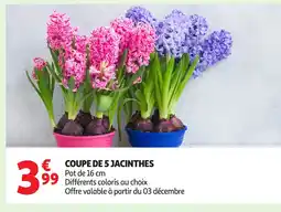 Auchan Coupe de 5 jacinthes offre