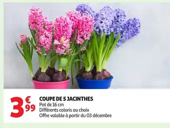 Auchan Coupe de 5 jacinthes offre