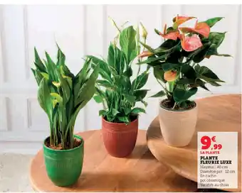 Super U Plante fleurie luxe offre