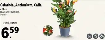 Lidl Calathéa, anthurium, calla offre