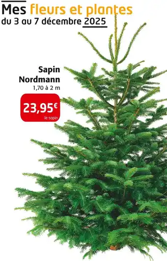 Colruyt Sapin nordmann offre