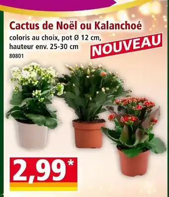 Norma Cactus de noël offre