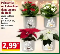 Norma Poinsettia dans un pot de noël offre