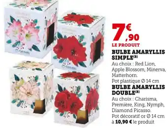 Hyper U Bulbe amaryllis simple offre