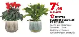 Hyper U Mixte plantes fleuries et bulbes offre